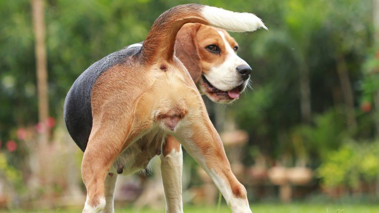 Mengenal Periode Birahi Pada Anjing Panduan Lengkap Untuk Pemilik Mengenal Periode Birahi Pada Anjing Panduan Lengkap Untuk Pemilik