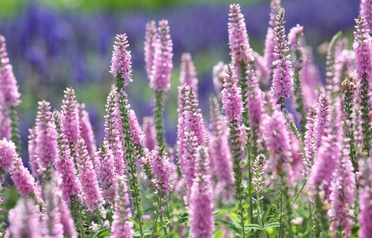 lettersforvivian.org