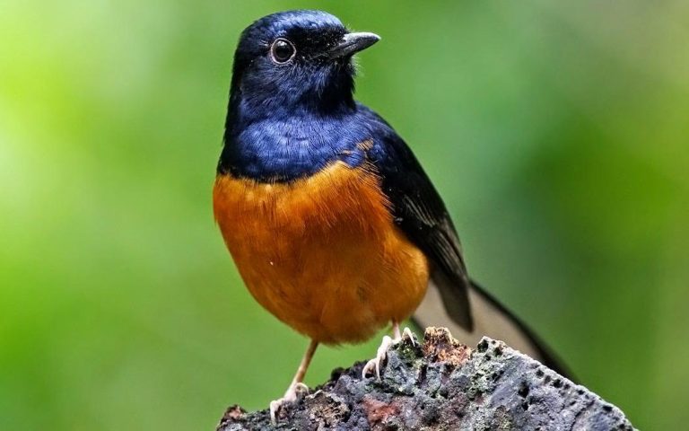 Murai Betina vs Jantan: Perbedaan Fisik dan Suaranya