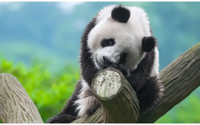 Apa yang Terjadi Jika Panda Punah? Dampaknya bagi Ekosistem