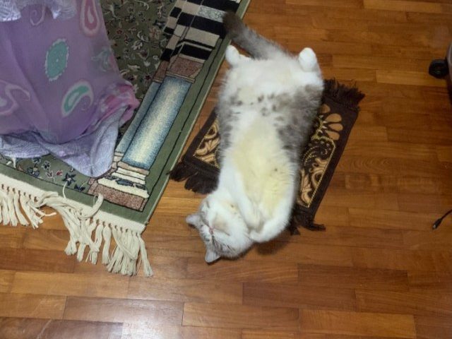 Menggemaskan! Aksi Kucing Ikut Salat Tarawih Viral, Warganet Dibuat Terharu