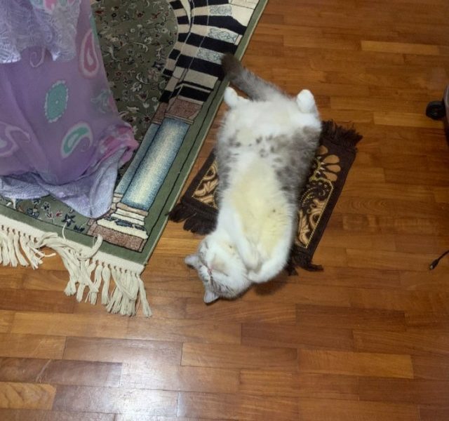 Menggemaskan! Aksi Kucing Ikut Salat Tarawih Viral, Warganet Dibuat Terharu