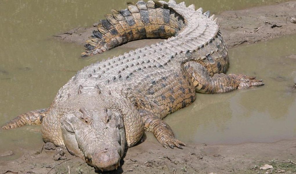 Legenda Buaya Jepang: Cerita Rakyat yang Memikat